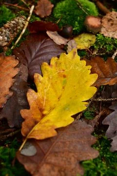 Fallen Leafs with water drops on it fall autumn Stock Photos
