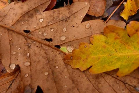 Fallen Leafs with water drops on it fall autumn Stock Photos