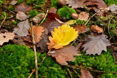 Fallen Leafs with water drops on it fall autumn Stock Photos
