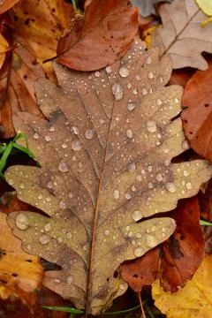 Fallen Leafs with water drops on it fall autumn Stock Photos