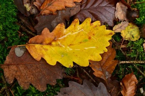 Fallen Leafs with water drops on it fall autumn Stockfoto's