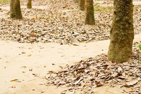 Fallen leave on soil 스톡 사진
