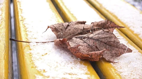 Fallen Leave on a Winter Park Bench Stock Footage 45622680