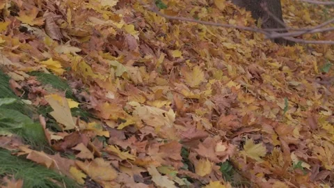 Fallen leaves 1 Stock-Footage 164334967