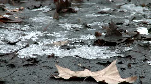 Fallen leaves 2 Stock Footage 10678411