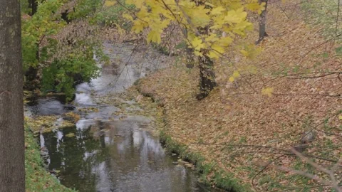 Fallen leaves 2 Stock-Footage 164334993