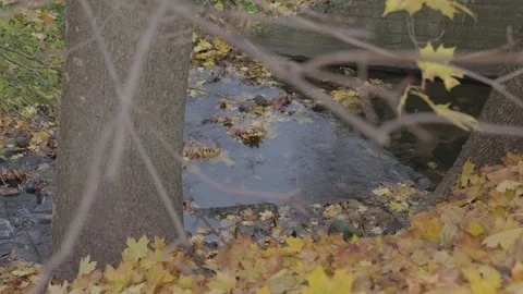 Fallen leaves 4 Stock-Footage 164334943