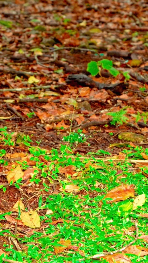 Fallen leaves across green forest floor Stock Footage 333499490