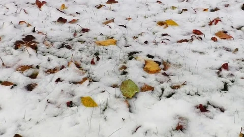 Fallen leaves and the first snow - Top view Stock Footage 81724061