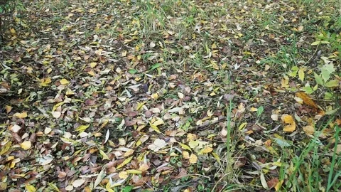 Fallen Leaves and Grass in the Park Stock-Footage 84559974