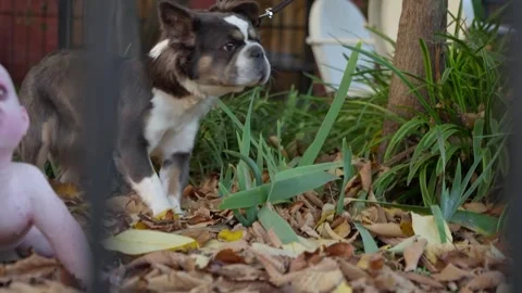 Fallen leaves and Halloween decorations on a Capitol Hill street Stock Footage 345299672