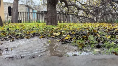 Fallen Leaves And Rain Stock Footage 296444663