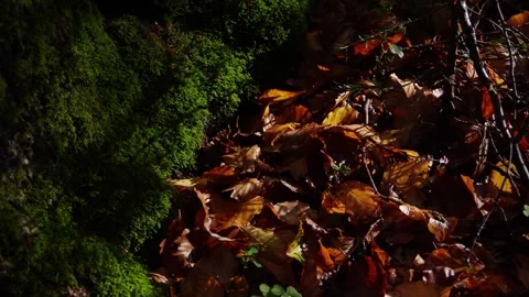 Fallen leaves and tree trunk covered with green moss. Video stock 253679020