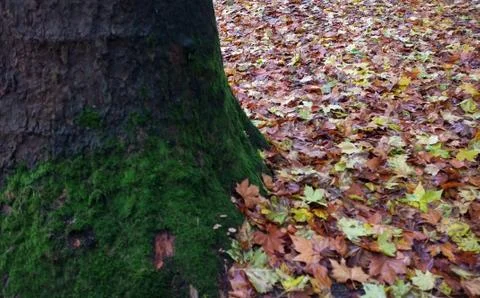 Fallen leaves and tree trunk Stock Photos