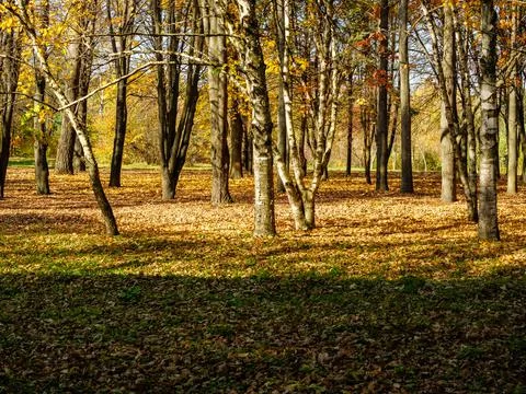 Fallen leaves and tree trunks scattered everywhere in an autumn forest Stock Photos
