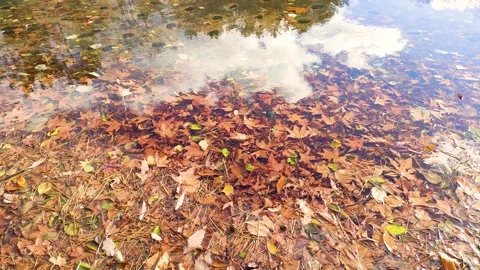 Fallen leaves and trees and clouds reflected on the water surface Stock Footage 315920359