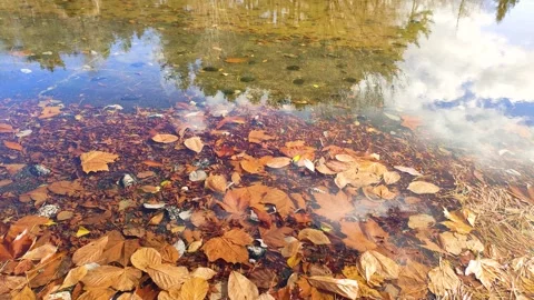 Fallen leaves and trees and clouds reflected on the water surface Stock-Footage 315920376