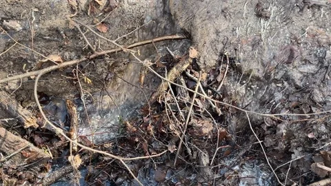 Fallen leaves and twigs with small stream flowing over rocks in autumn fore.. Stock Footage 341099800