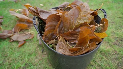 Fallen leaves are being piled in a bucket in the garden, top view Stock Footage 321828428