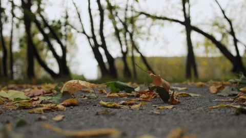 Fallen leaves are flying blown away by the wind on pavement road in autumn park Stock Footage 286094402