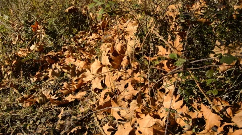 Fallen Leaves in Autmn Stock Footage 47235043