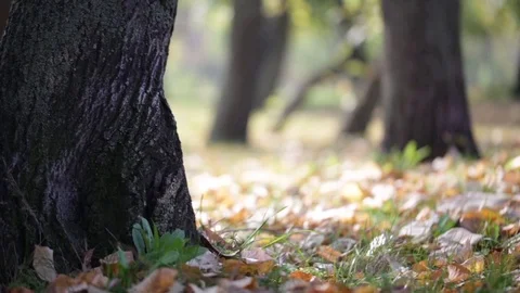 Fallen leaves in Autumn Stock Footage 93781544