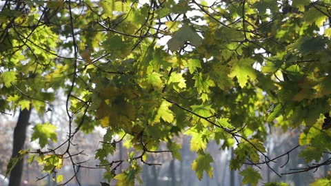 Fallen leaves in autumn Stock Footage 157731673