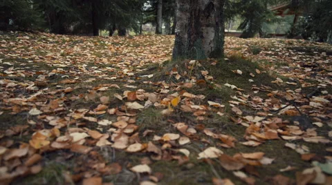 Fallen leaves in autumn forest Video stock 54220994