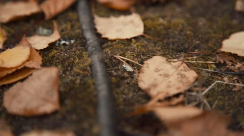 Fallen leaves in autumn forest Stock-Footage 54222951