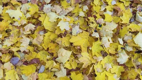 Fallen Leaves in Autumn forest. Stock Footage 340604973