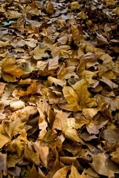 Fallen leaves in autumn Stock Photos