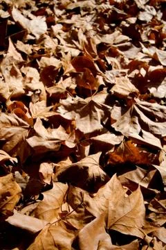 Fallen leaves in autumn Stock Photos