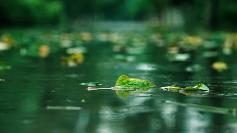 Fallen leaves on the autumn rain path Stock Footage 233784110