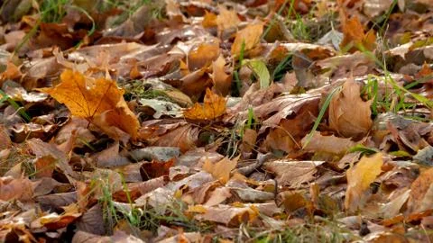 Fallen leaves, background or texture Stock Photos