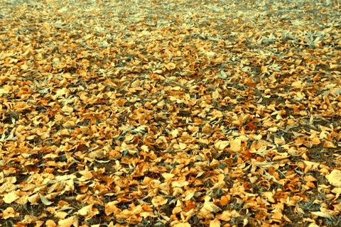 Fallen leaves, background or texture Stock Photos