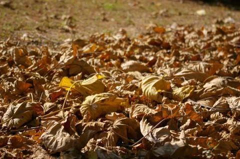 Fallen leaves background Stock Photos