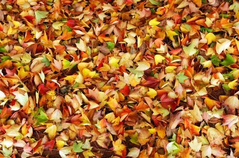 Fallen leaves background Stock Photos