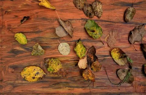 Fallen leaves background 写真素材