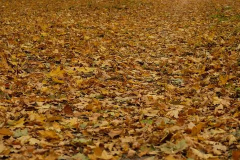 Fallen leaves background. Stock Photos
