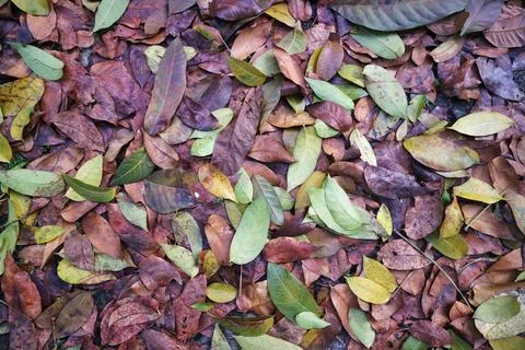 Fallen leaves background Stock Photos