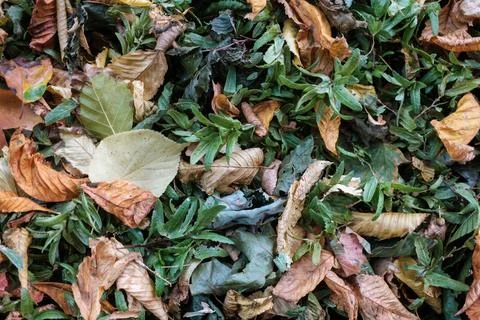 Fallen Leaves Background Texture Stock-Fotos