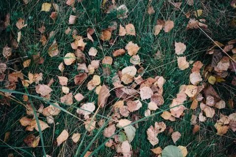 Fallen Leaves Background, top view on the green grass Stock Photos