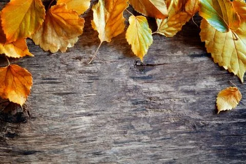 Fallen Leaves Banner Stock Photos