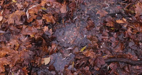 Fallen leaves begun to rot Stockbeeldmateriaal 220957702