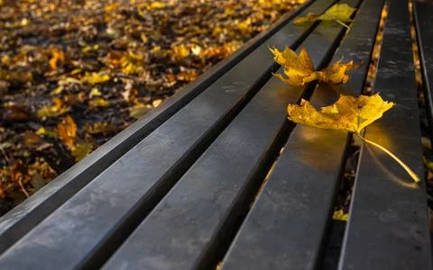 Fallen leaves on a bench Stock Photos