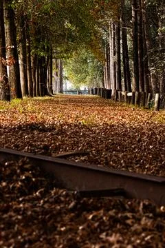 Fallen leaves blanket a forest path Stock Photos