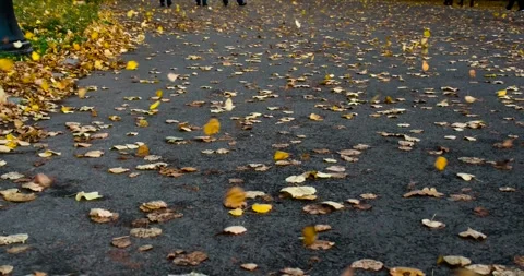 Fallen leaves blown by the wind on the road 動画素材 285814558