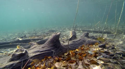 Fallen leaves on the bottom of a lake Stock Footage 55803206