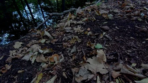 Fallen Leaves, Branch And Reflections of Trees At The Lake In Autumn, Tilt Up Stock Footage 117867349