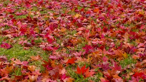 Fallen leaves of bright red maple Stock Footage 145337631